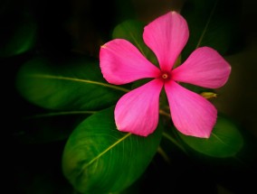 仙居县花卉绿植经销商与南通品质花卉价格探秘仙居花卉市场